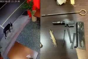 苗栗小黑狗叼個袋子悠哉回家　打開一看不得了！竟裝了這些東西