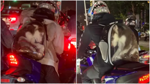 哈士奇被塞成「肉包」！騎士載狗畫面掀全網怒火　他竟是慣犯